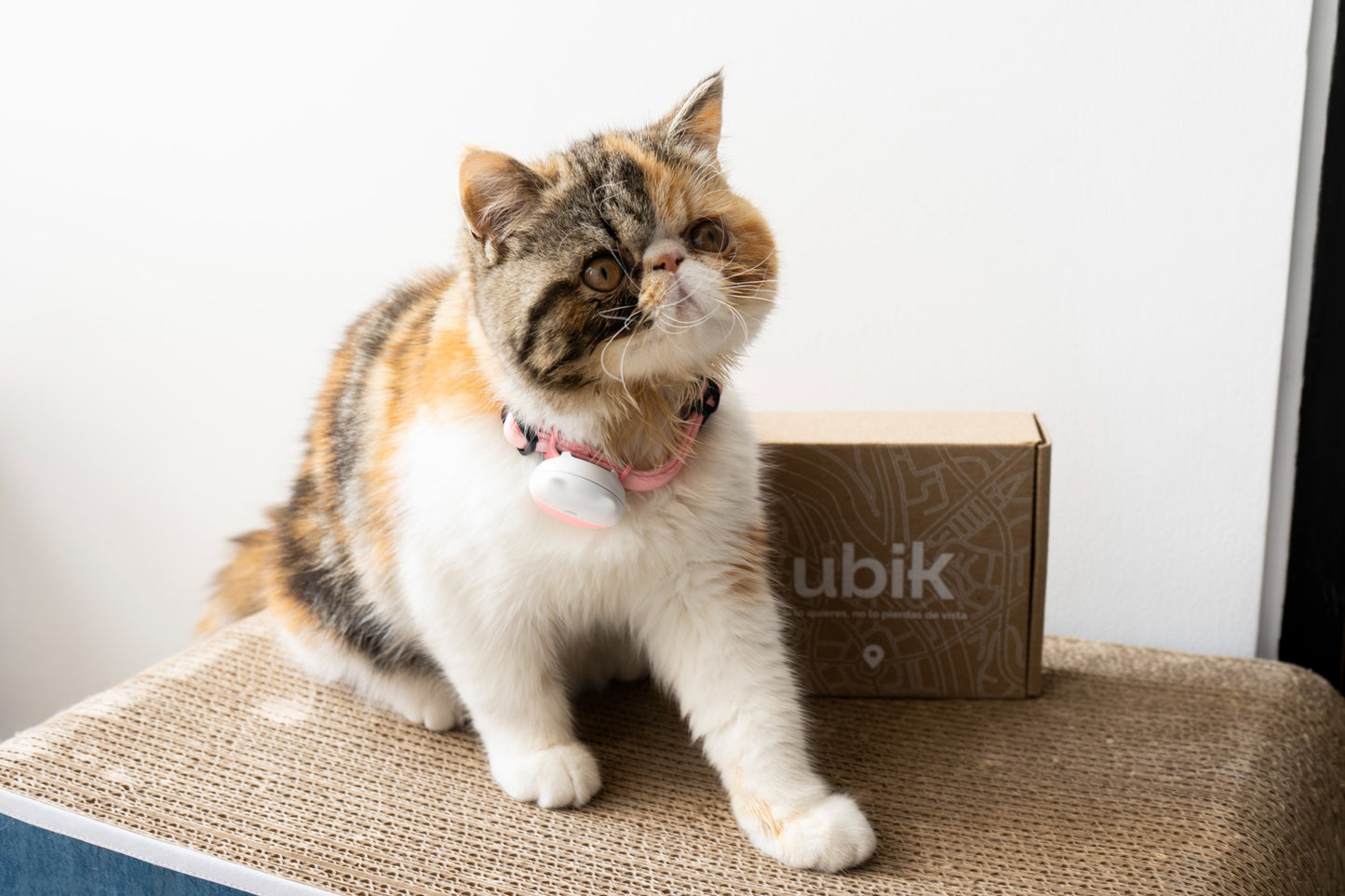 GPS para gatos