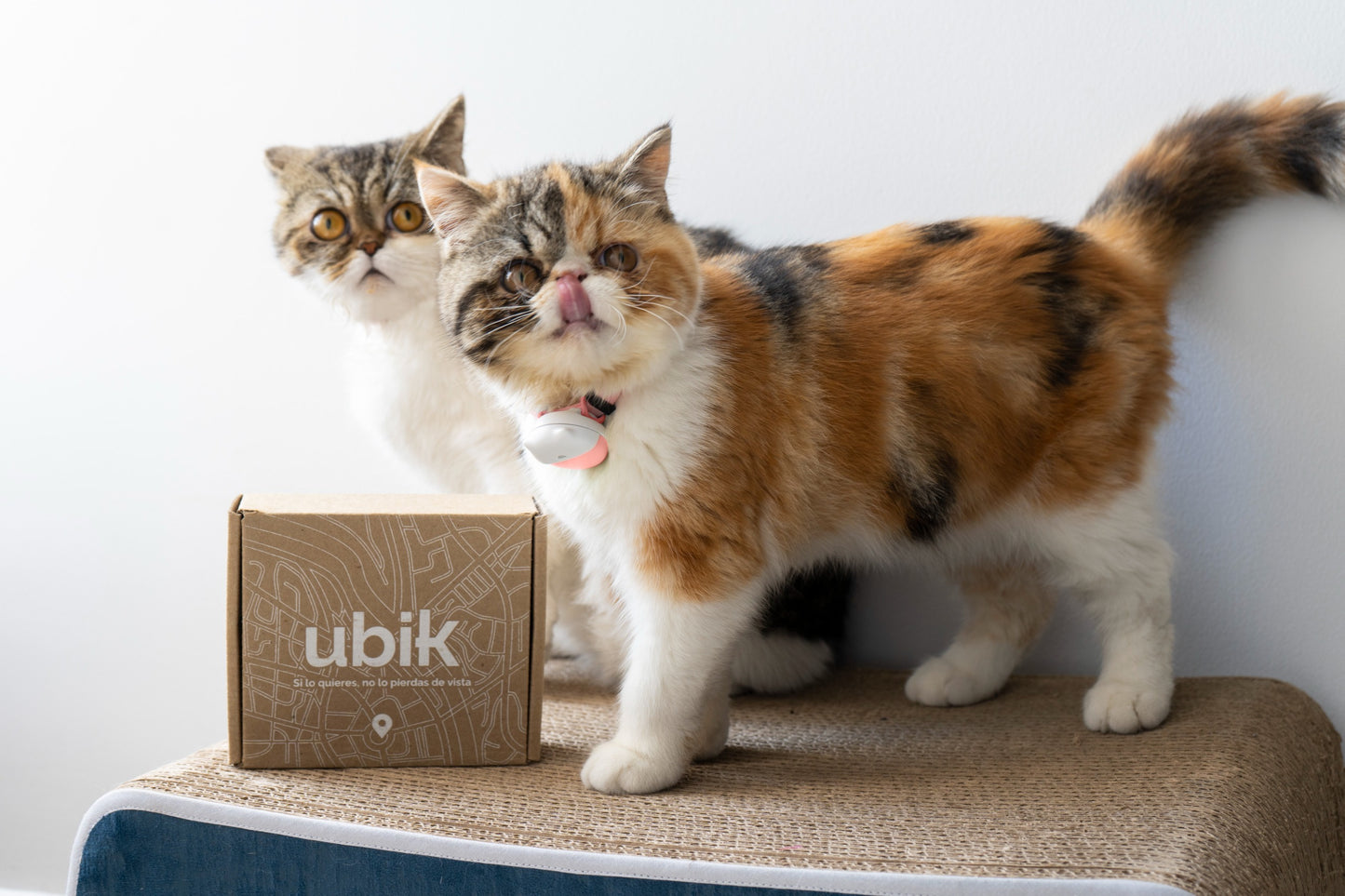 GPS para gatos